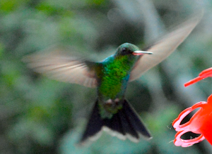 hummingbird8